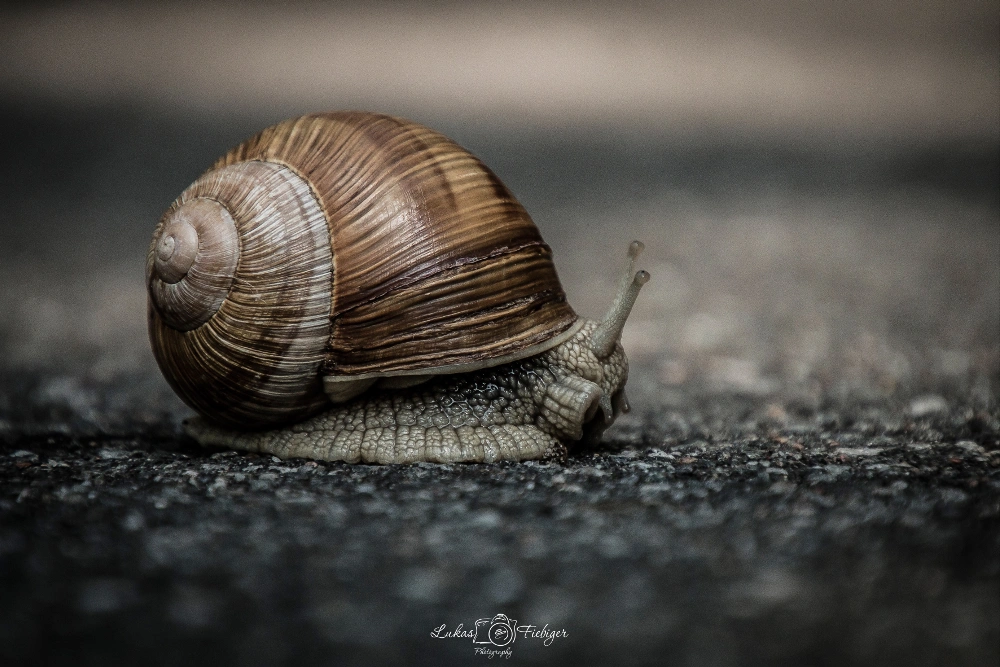 Snail race #snail #wildlifephotography