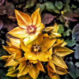 colorful flower hdr nature photography