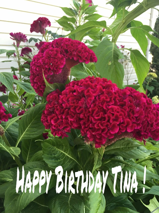 Happy Birtbday Tina God Has Image By Poly Hancock Happy Birtbday Tina God Has Image By Poly Hancock